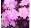 Рододендрон Рамапо (Ramapo)  С2